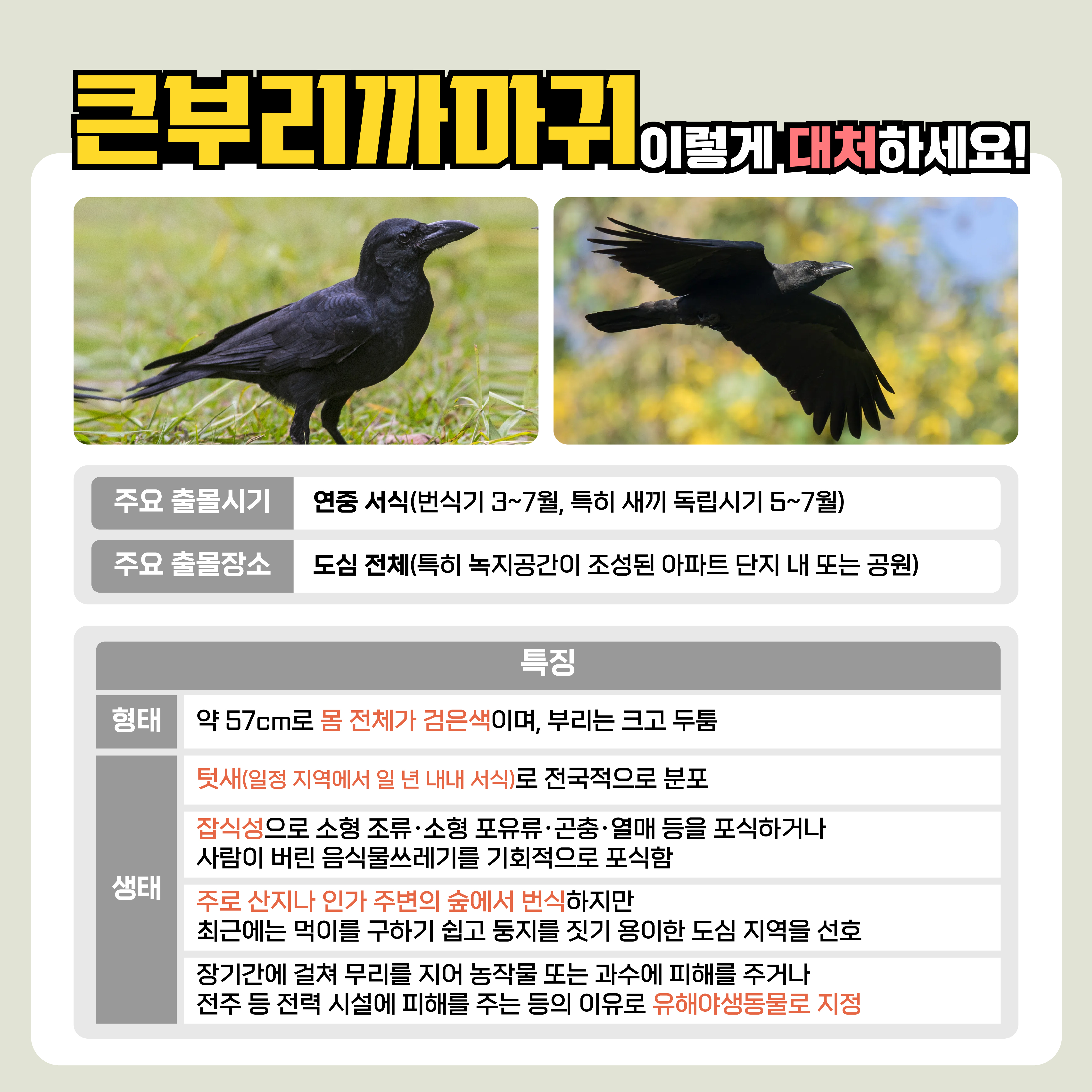 큰부리까마귀 대처요령 안내 (3~7월) 2