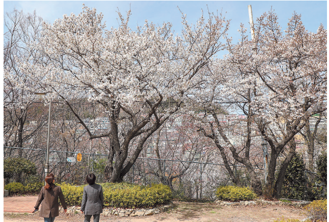 복병산에 내린 봄