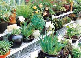 관/심/집/중    야생화 구경오세요!