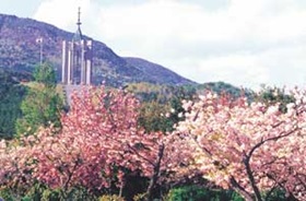 대청공원의 '봄'