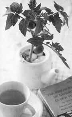 상큼한 봄!  집에서 키우는 야채