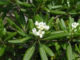 푸른 빛 감도는 `돈나무'