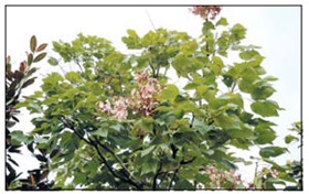 열매 볶아 커피대용으로 쓰는 `벽오동'