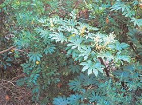 관상용으로 심는 `팔손이나무'