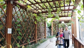 무더위 식히는 덩굴터널 `인기'