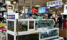 돼지초밥
